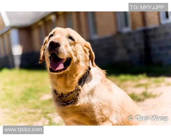 镜头回顾:孙兴慜这一幕令人泪目 镜头回顾:孙兴慜这一幕令人泪目