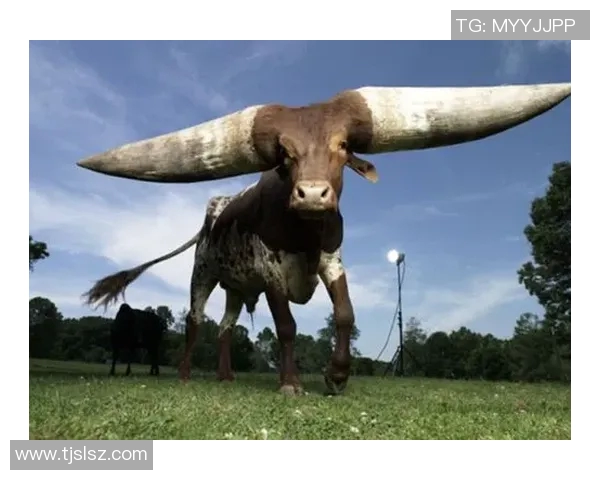 你不知道的公牛世界:十大鲜为人知的冷知识大揭秘 你不知道的公牛世界:十大鲜为人知的冷知识大揭秘